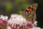 Filename=paintedLady_gdn_140822a.jpg
Filesize=930KB
Dimensions=1300x867
Date added=Aug 23, 2024 paintedLady_gdn_140822a.jpg