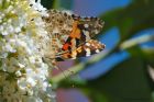 Filename=paintedLady_gdn_160823a.jpg
Filesize=908KB
Dimensions=1300x867
Date added=Aug 28, 2025 paintedLady_gdn_160823a.jpg