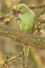 parakeet_MM_171118b.jpg