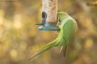 parakeet_MM_171118c.jpg