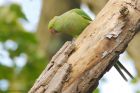 parakeet_SP_191018b.jpg