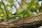 Filename=parakeet_SP_191018c.jpg
Filesize=527KB
Dimensions=1300x867
Date added=Mar 23, 2021 parakeet_SP_191018c.jpg