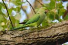 parakeet_SP_191018c.jpg