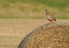 partridge_0111c.jpg