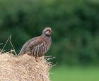 partridge_2606a.jpg