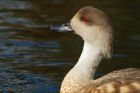 Filename=patagonianCrestedDuck_MMWWT_090920d.jpg
Filesize=503KB
Dimensions=1250x834
Date added=Apr 12, 2021 patagonianCrestedDuck_MMWWT_090920d.jpg