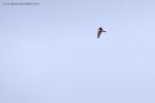 peregrine_210212b.jpg