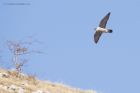 peregrine_250315a.jpg