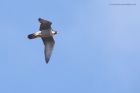 peregrine_250315m.jpg