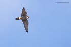 peregrine_250315n.jpg