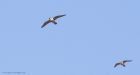 peregrine_250315p.jpg