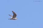 peregrine_250315x.jpg