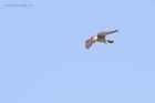 peregrine_250315z.jpg