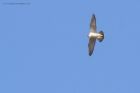 peregrine_250315z4.jpg