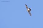 peregrine_250315z5.jpg