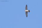 peregrine_250315z6.jpg