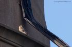 Filename=peregrine_290911c.jpg
Filesize=237KB
Dimensions=1000x667
Date added=Sep 29, 2011 peregrine_290911c.jpg