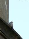 peregrine_290911m.jpg