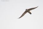 peregrine_LM_261119b.jpg