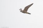 Filename=peregrine_LM_261119d.jpg
Filesize=352KB
Dimensions=1300x867
Date added=Apr 02, 2021 peregrine_LM_261119d.jpg