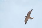 peregrine_RP_131120b.jpg