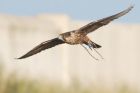 Filename=peregrine_RP_131120e.jpg
Filesize=435KB
Dimensions=1300x867
Date added=Apr 12, 2021 peregrine_RP_131120e.jpg