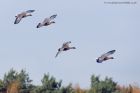 Filename=pfGoose_131011n.jpg
Filesize=255KB
Dimensions=1000x667
Date added=Oct 16, 2011 pfGoose_131011n.jpg