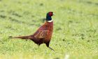 pheasant_030210c.jpg