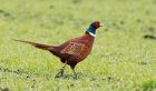 pheasant_030210e.jpg