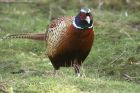 pheasant_060213a.jpg