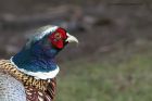 pheasant_060213b.jpg