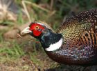 pheasant_1403a.jpg