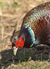 pheasant_1403b.jpg