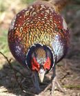 pheasant_1403c.jpg