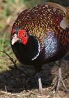 pheasant_1403d.jpg