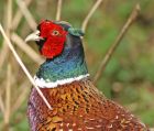 pheasant_1404a.jpg