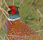 pheasant_1404b.jpg