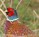 pheasant_1404c.jpg