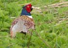 pheasant_160411a.jpg