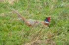 pheasant_160411b.jpg