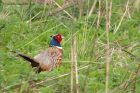 pheasant_160411c.jpg