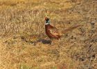 pheasant_1612a.jpg