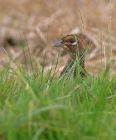 pheasant_1710a.jpg