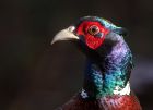 pheasant_221111a.jpg