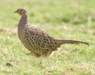 pheasant_female1404b.jpg