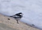 piedWagtail_040111a.jpg