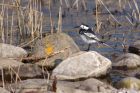 piedWagtail_070311a.jpg