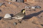 piedWagtail_101111a.jpg