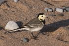 piedWagtail_101111b.jpg