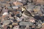 Filename=piedWagtail_101111e.jpg
Filesize=215KB
Dimensions=1000x667
Date added=Nov 11, 2011 piedWagtail_101111e.jpg